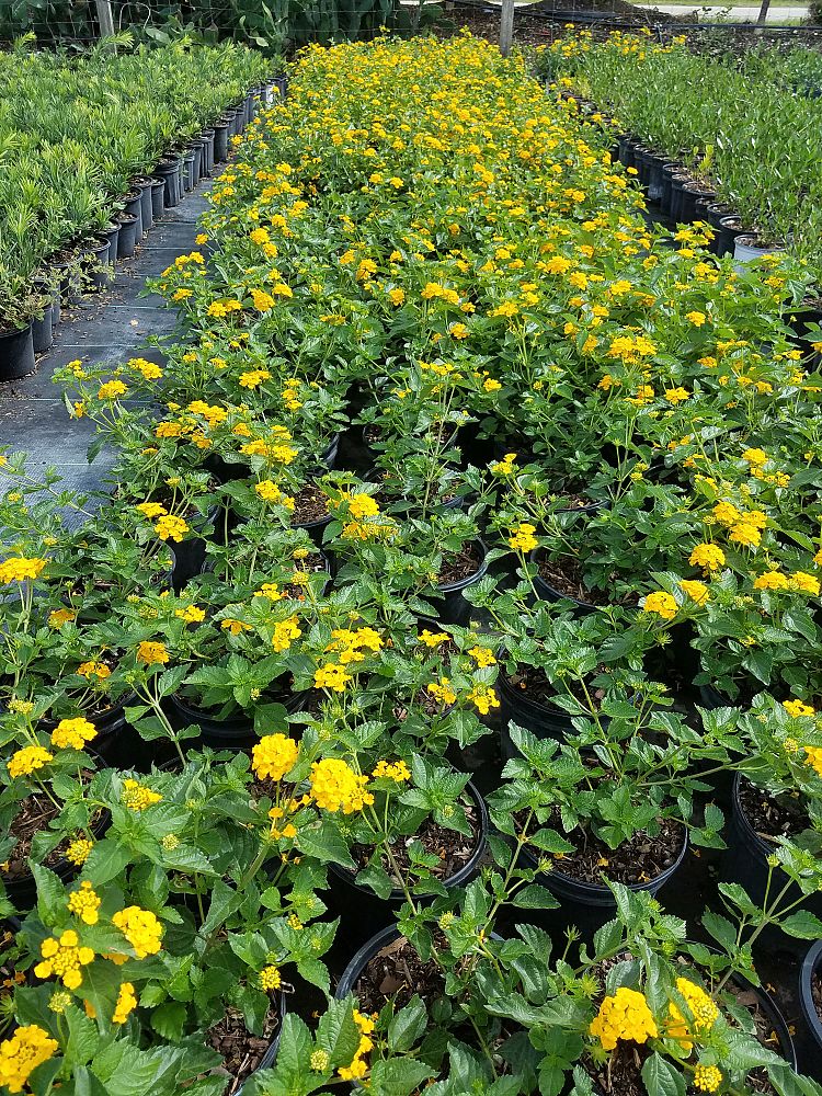 lantana-gold
