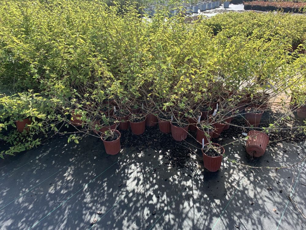lantana-gold