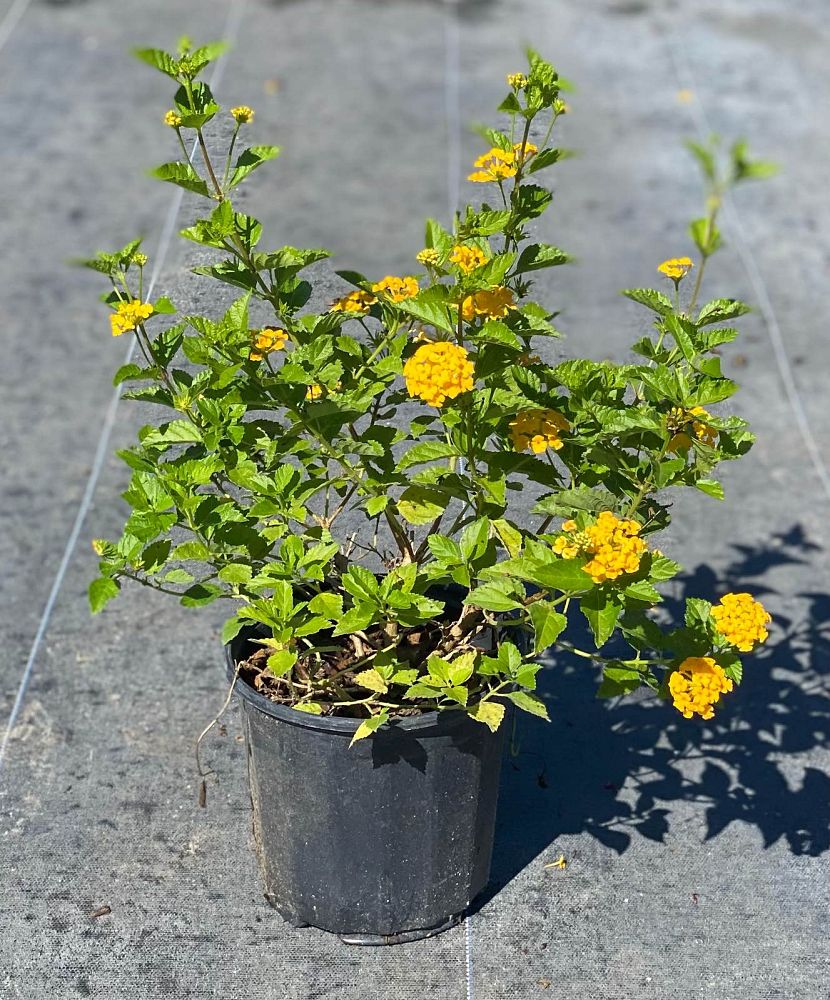 lantana-gold