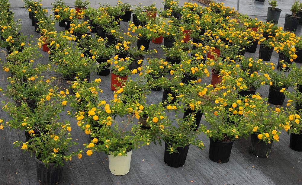 lantana-gold