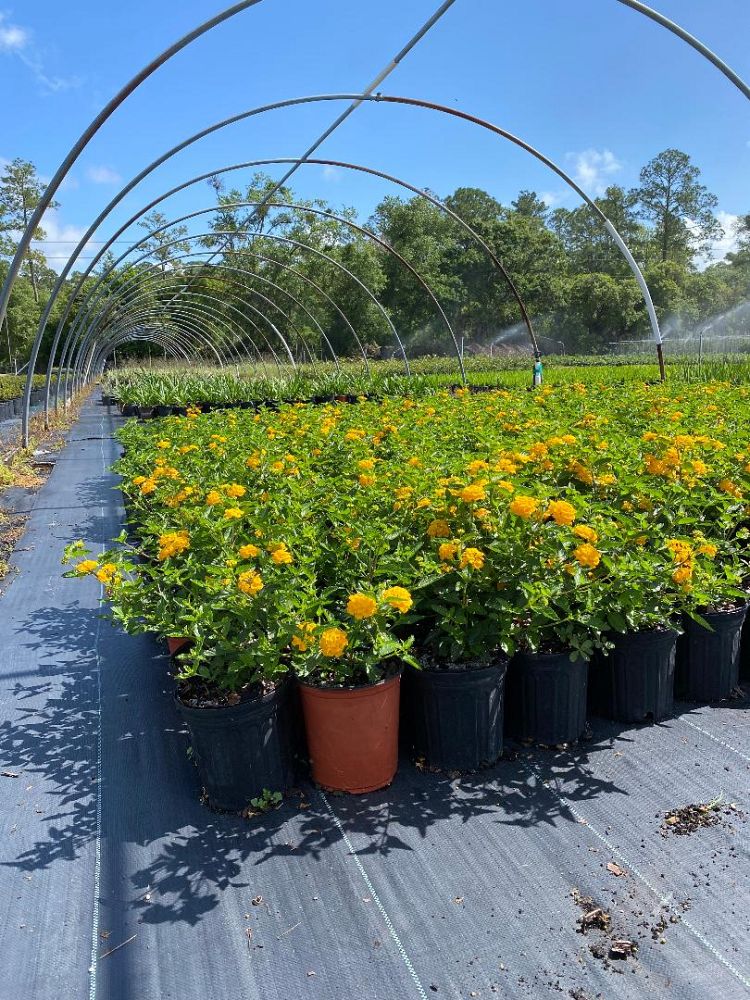 lantana-gold