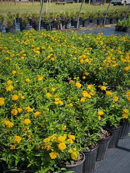 lantana-gold