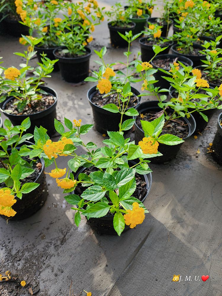 lantana-gold