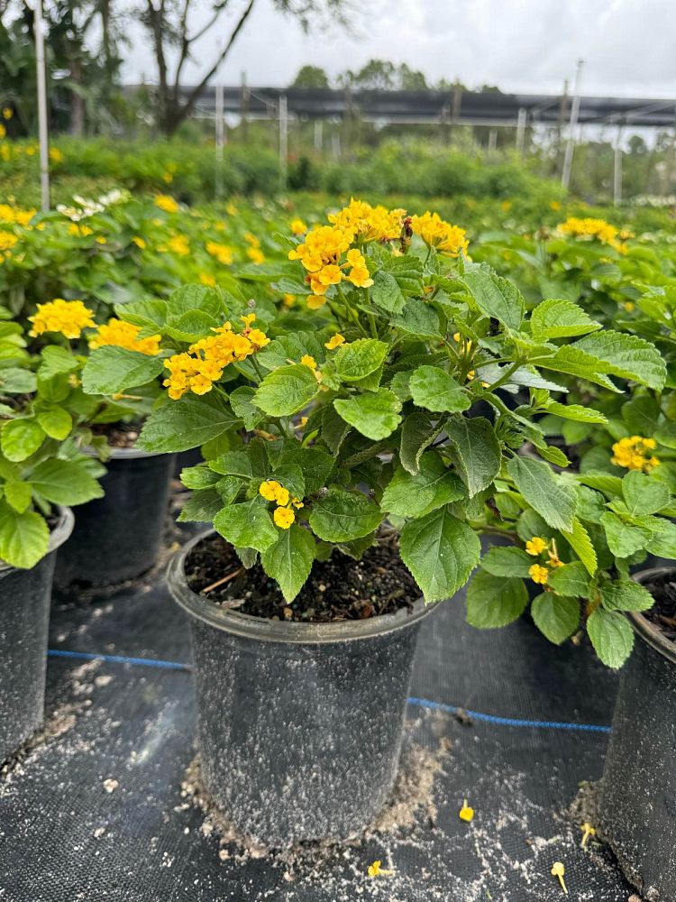lantana-gold