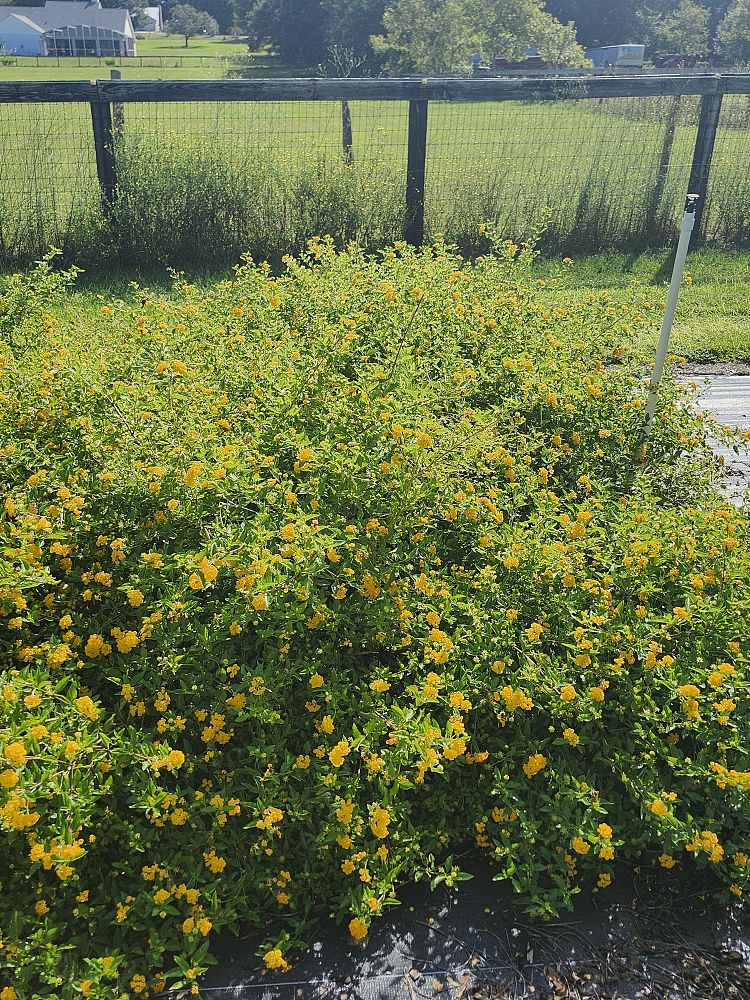 lantana-gold