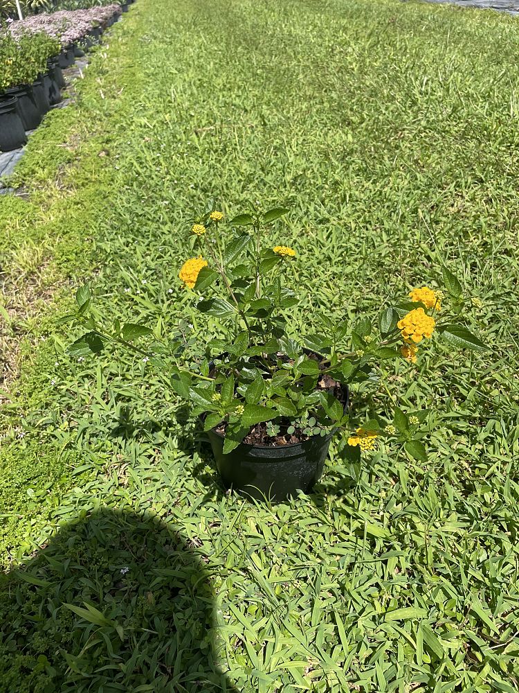lantana-gold