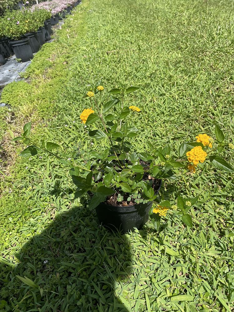 lantana-gold