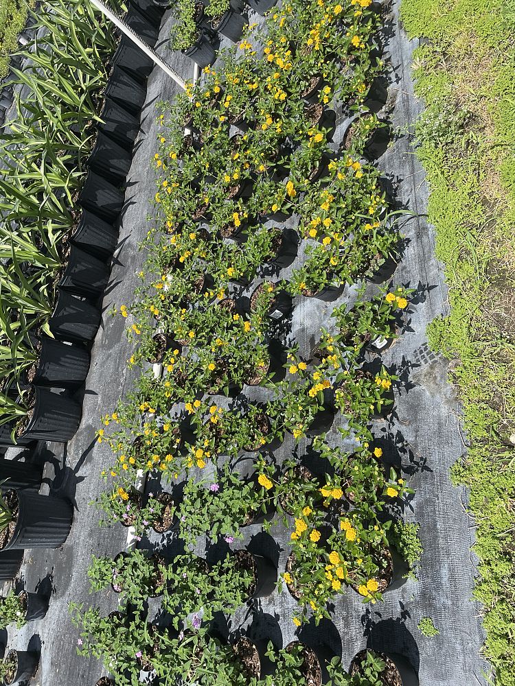 lantana-gold