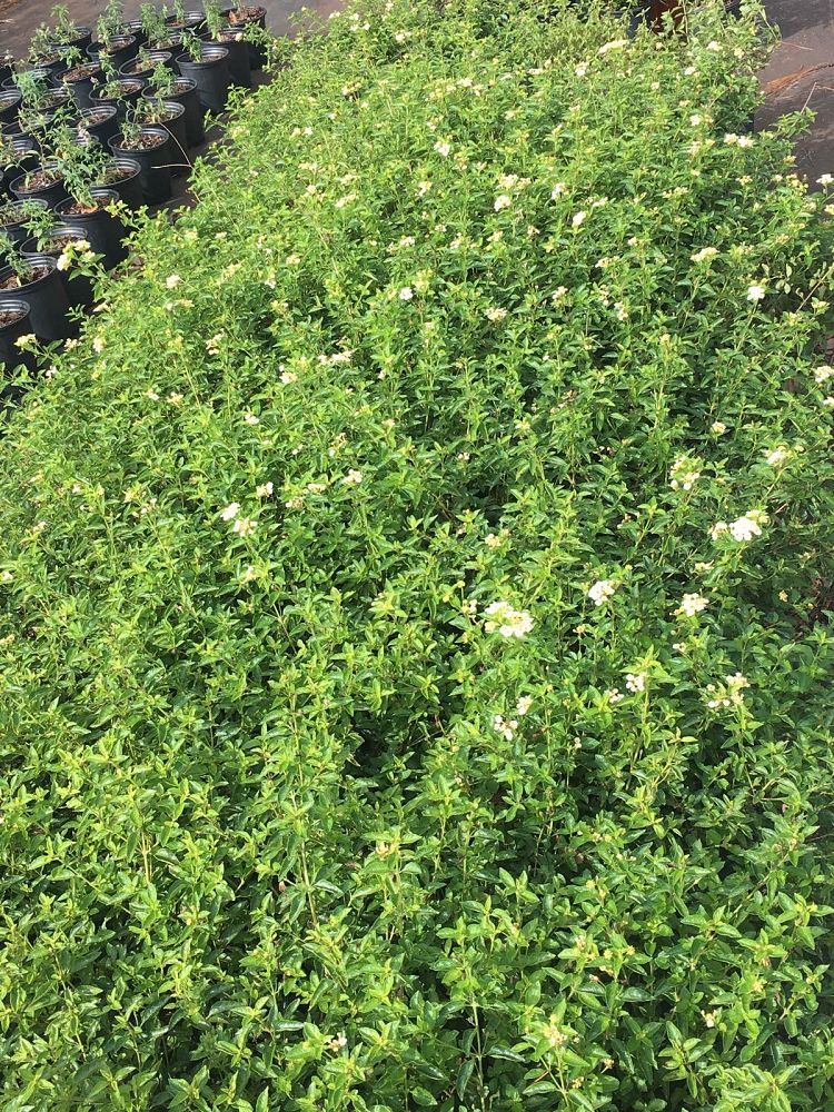 lantana-involucrata-florida-native-white