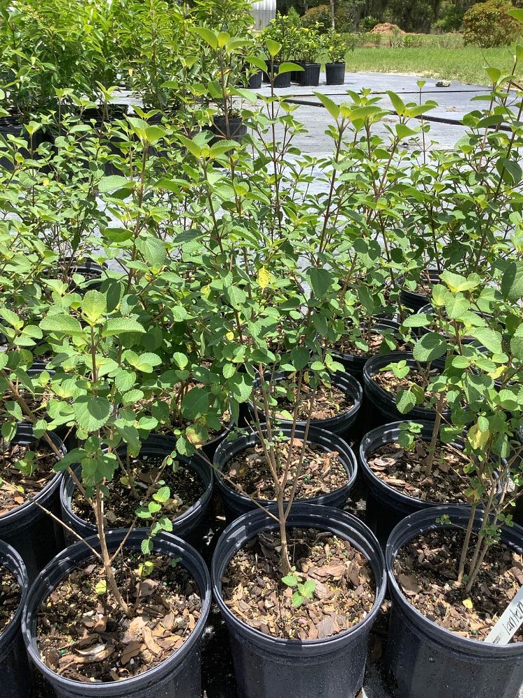 lantana-involucrata-florida-native-white
