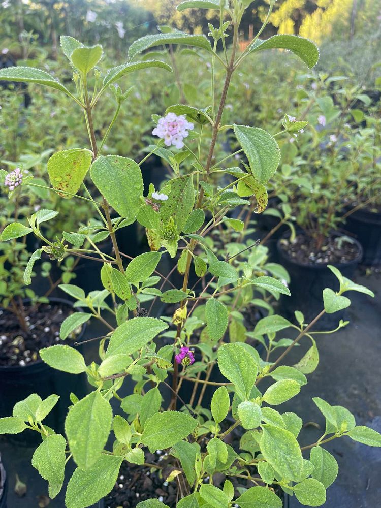 lantana-involucrata-florida-native-white