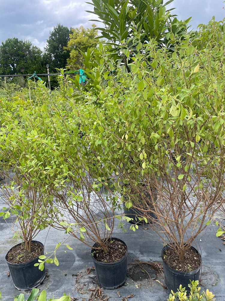 lantana-involucrata-florida-native-white