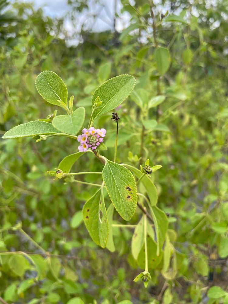 lantana-involucrata-florida-native-white