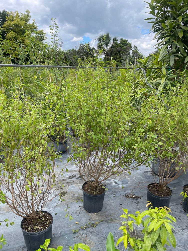 lantana-involucrata-florida-native-white