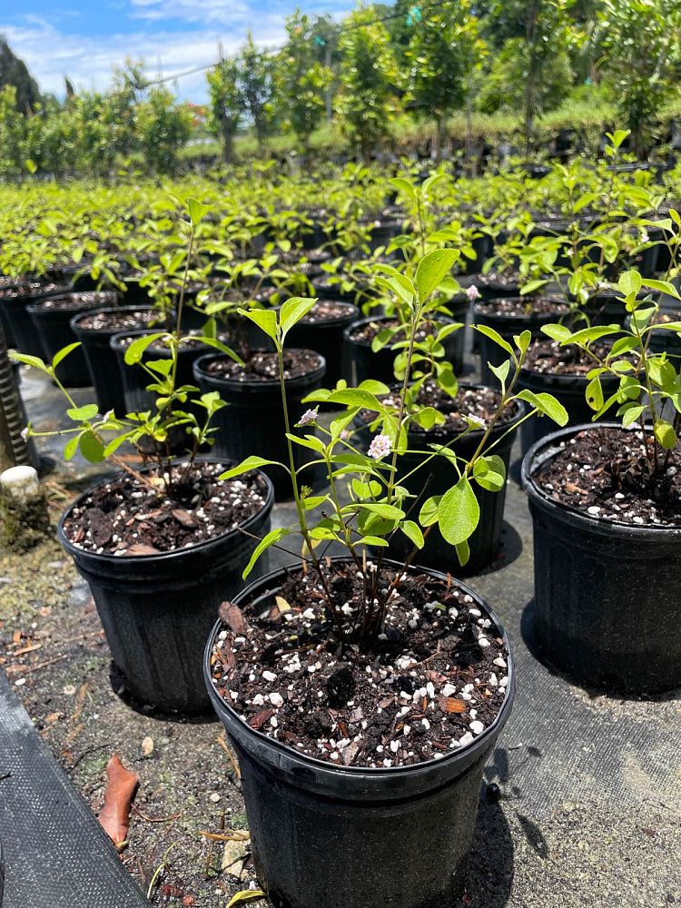 lantana-involucrata-florida-native-white