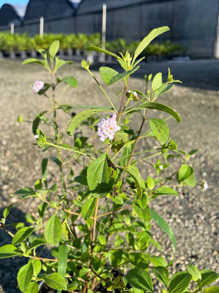 lantana-involucrata-florida-native-white