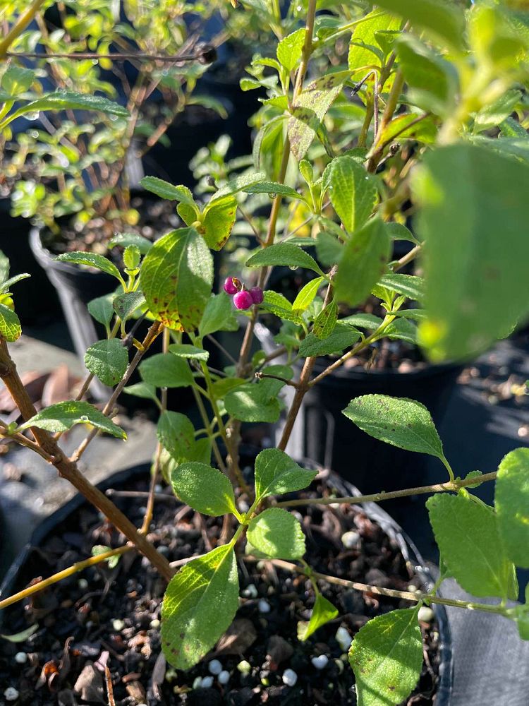 lantana-involucrata-florida-native-white