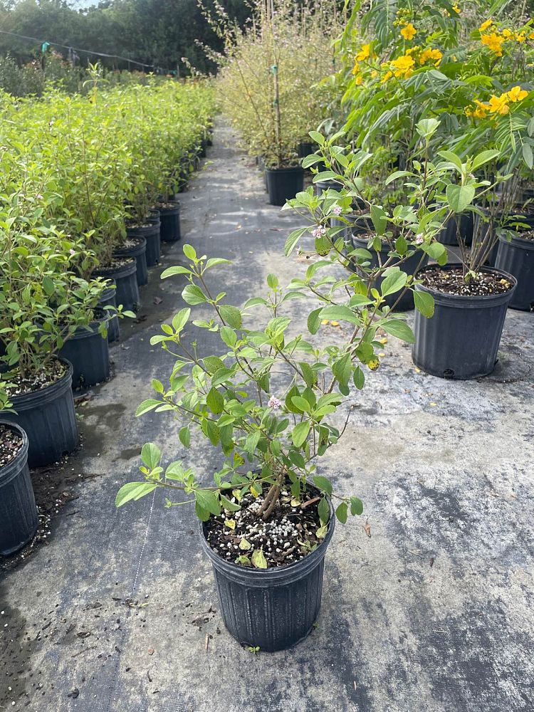 lantana-involucrata-florida-native-white