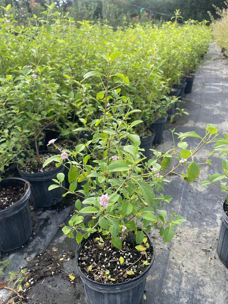 lantana-involucrata-florida-native-white