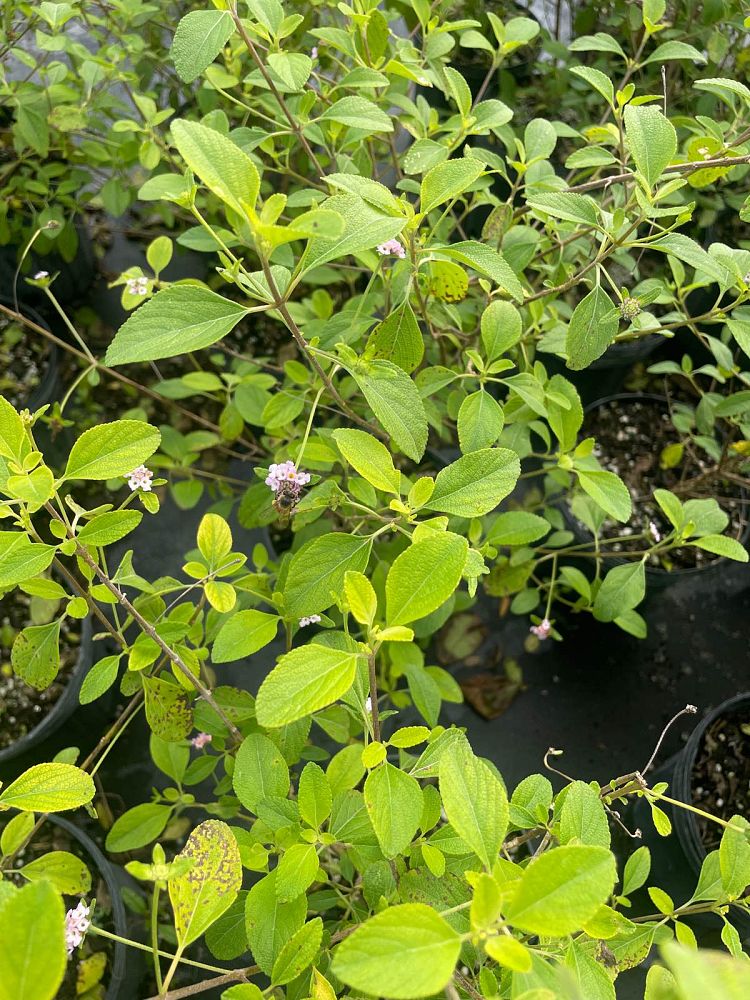 lantana-involucrata-florida-native-white