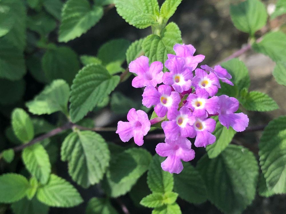 lantana-lavender