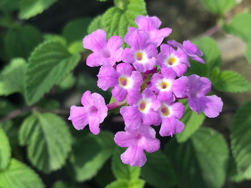 lantana-lavender