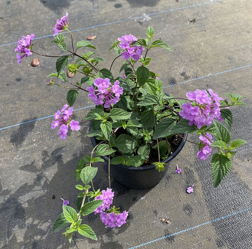 lantana-lavender
