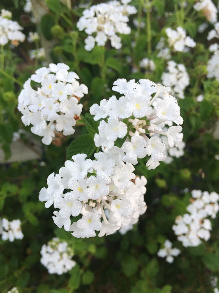 lantana-montevidensis-alba-white-trailing-lantana