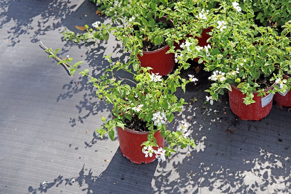 lantana-montevidensis-alba-white-trailing-lantana
