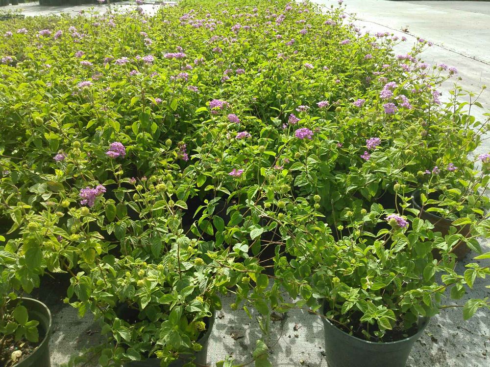 lantana-montevidensis-arlene-purple