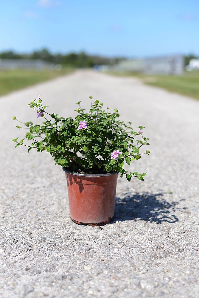 lantana-montevidensis-lantana-lavender-weeping-purple-trailing-lantana