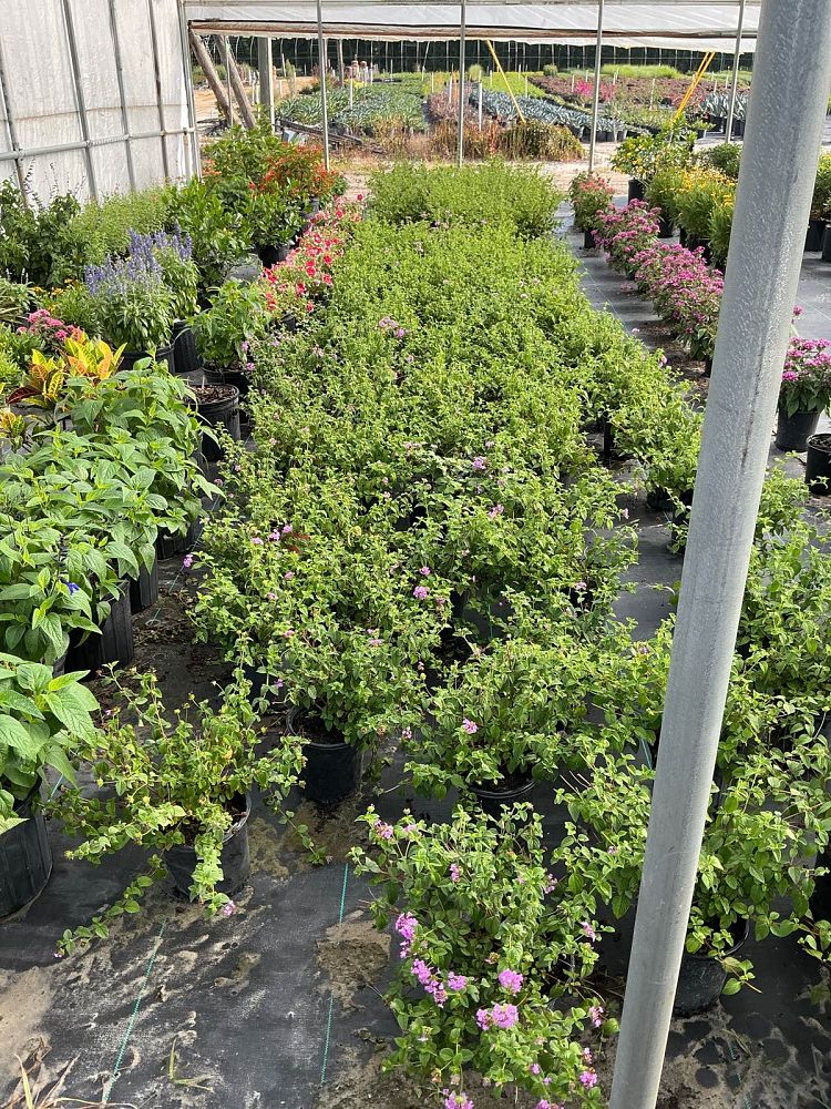 lantana-montevidensis-lantana-lavender-weeping-purple-trailing-lantana
