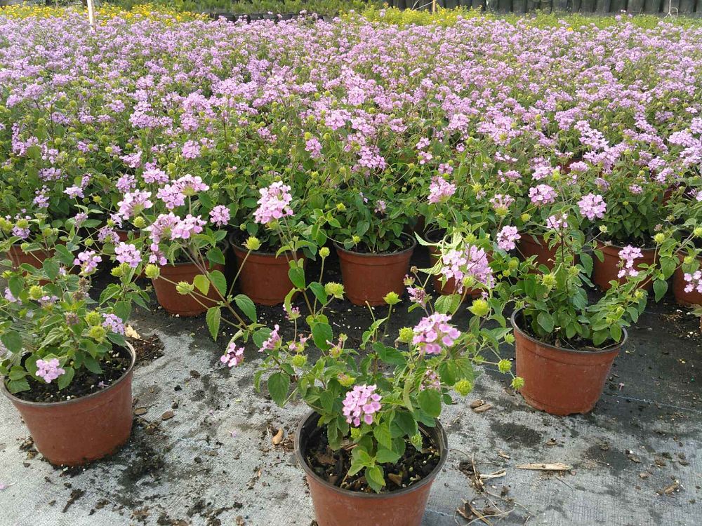 lantana-montevidensis-lantana-lavender-weeping-purple-trailing-lantana