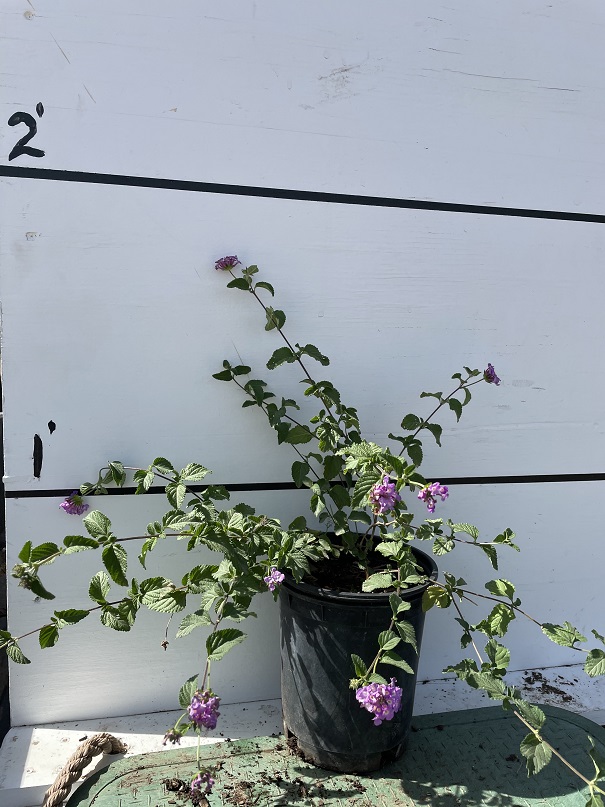 lantana-montevidensis-lantana-lavender-weeping-purple-trailing-lantana