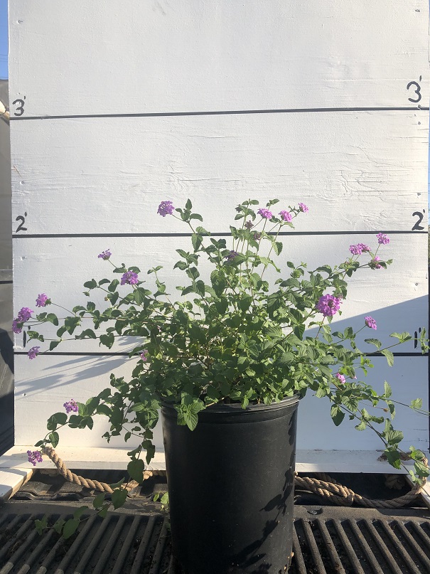 lantana-montevidensis-lantana-lavender-weeping-purple-trailing-lantana