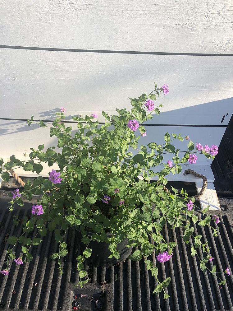 lantana-montevidensis-lantana-lavender-weeping-purple-trailing-lantana