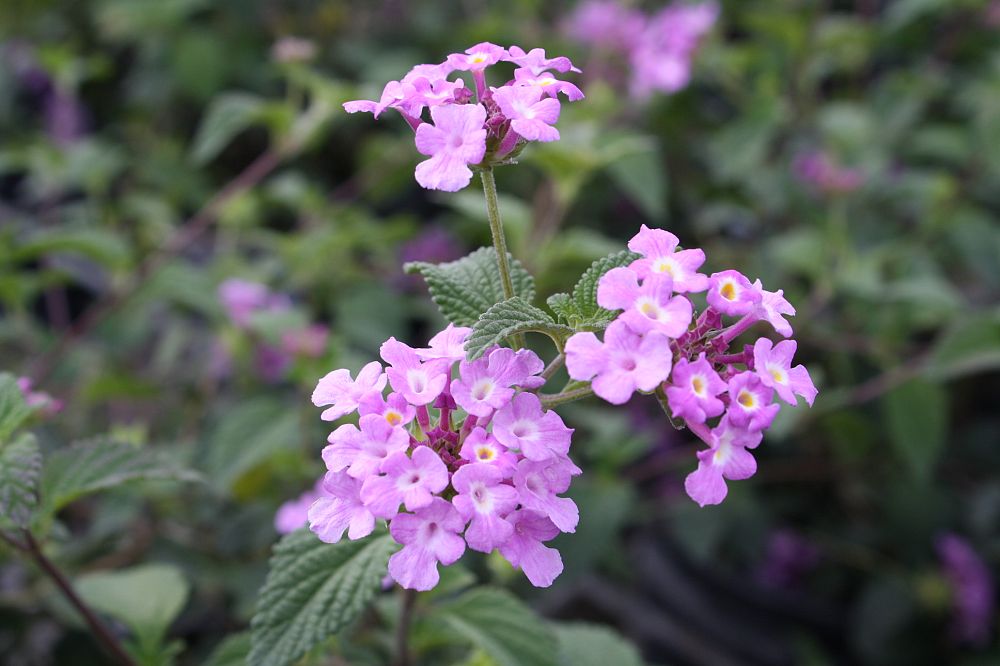lantana-montevidensis-lantana-lavender-weeping-purple-trailing-lantana