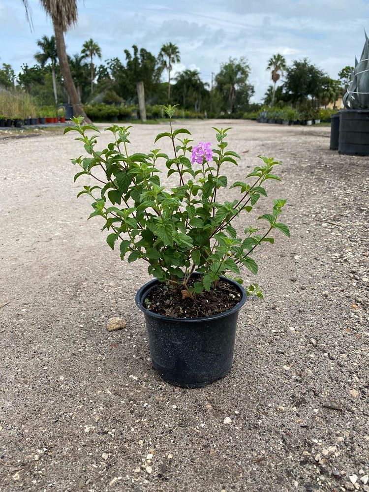 lantana-montevidensis-lantana-lavender-weeping-purple-trailing-lantana