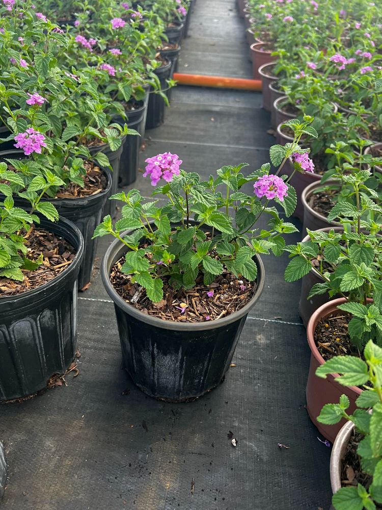 lantana-montevidensis-lantana-lavender-weeping-purple-trailing-lantana