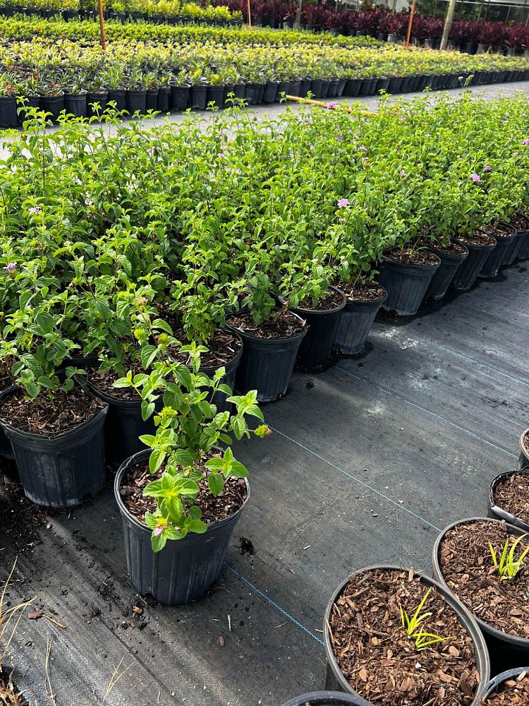 lantana-montevidensis-lantana-lavender-weeping-purple-trailing-lantana