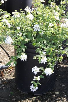 lantana-montevidensis-monma-white-lightening-trailing-lantana-weeping-lantana