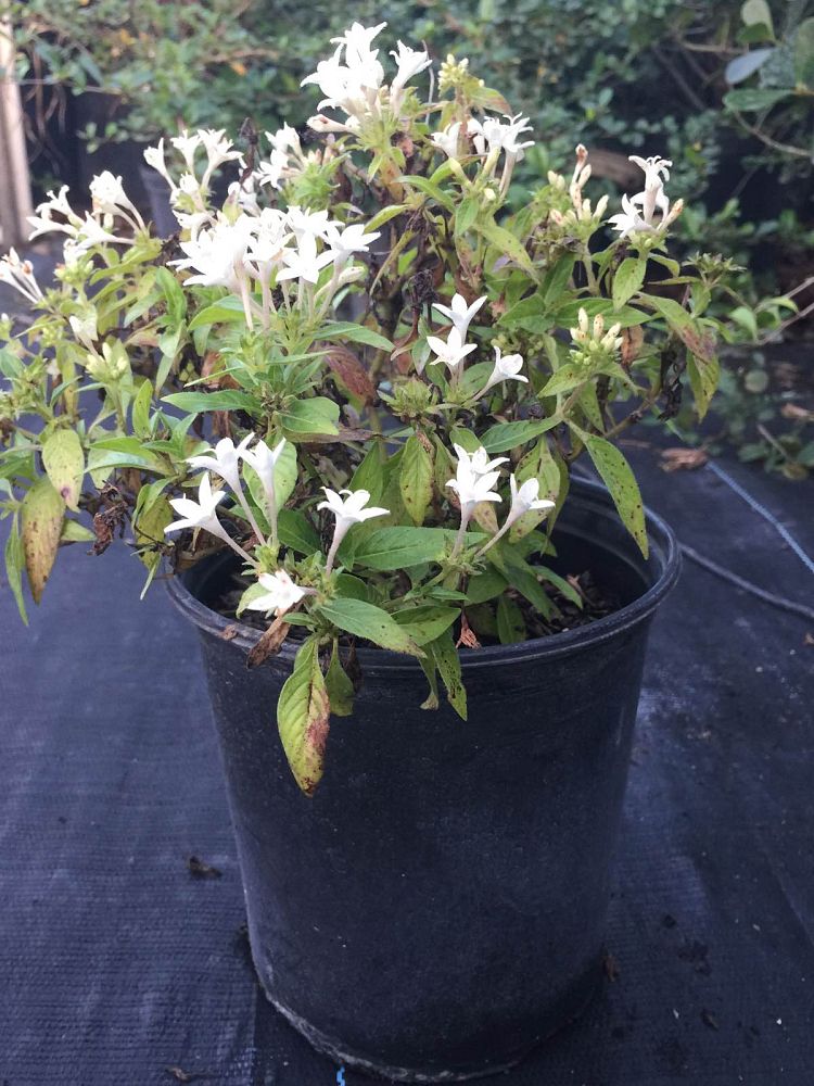 lantana-montevidensis-monma-white-lightening-trailing-lantana-weeping-lantana