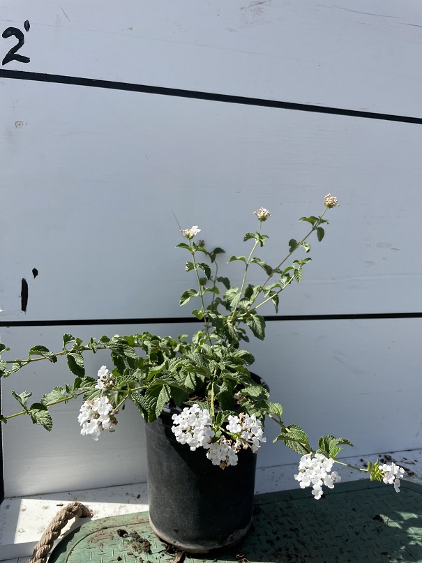 lantana-montevidensis-monma-white-lightening-trailing-lantana-weeping-lantana