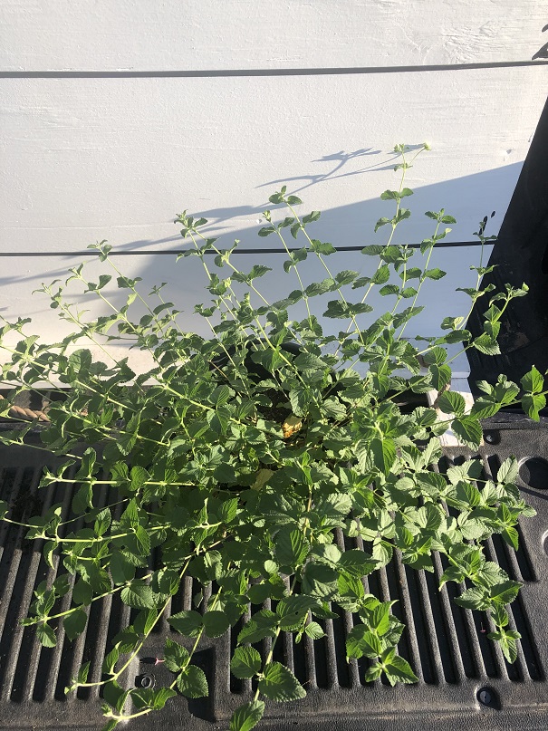 lantana-montevidensis-monma-white-lightening-trailing-lantana-weeping-lantana