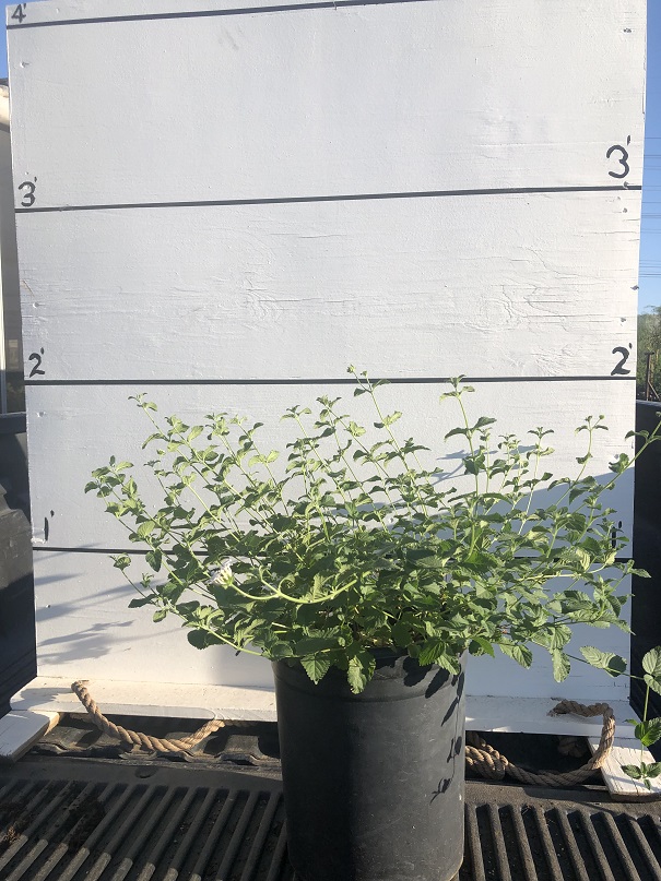 lantana-montevidensis-monma-white-lightening-trailing-lantana-weeping-lantana