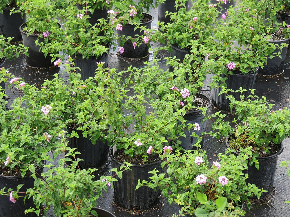 lantana-montevidensis-trailing-lavender-trailing-lantana-weeping-lantana