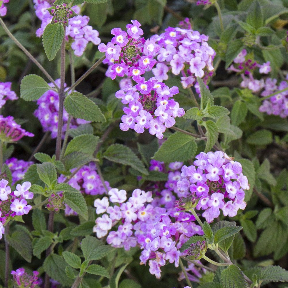 lantana-montevidensis-trailing-lavender-trailing-lantana-weeping-lantana
