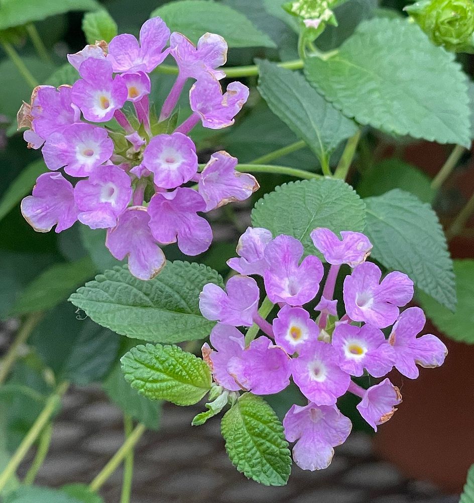 lantana-montevidensis-trailing-lavender-trailing-lantana-weeping-lantana