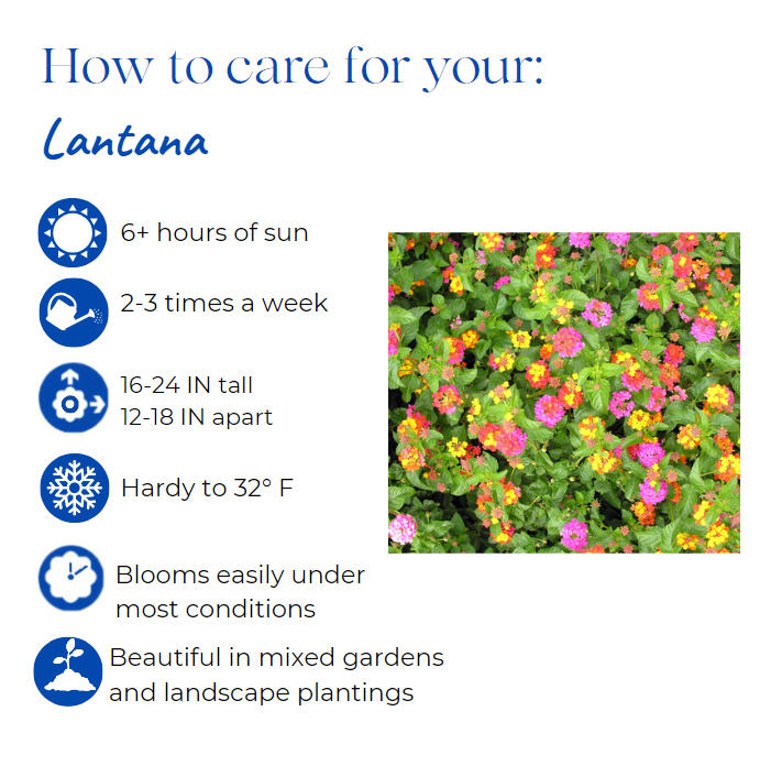 lantana-montevidensis-trailing-lavender-trailing-lantana-weeping-lantana