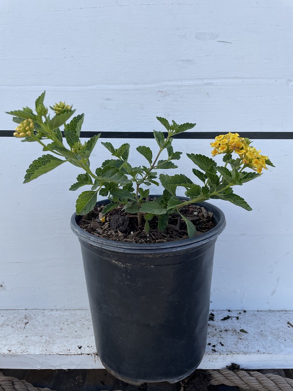 lantana-montevidensis-trailing-yellow